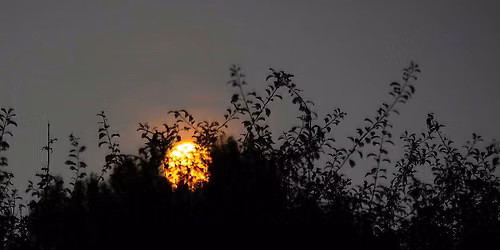 Vollemaan en Vleermuizen Wandeling, zaterdag 26 september  19.30  uur in Vlaardingen