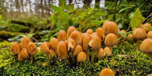 Herfstwandeling op zondag  11 oktober  in  Broekpolder Vlaardingen — natuur in Vlaardingen